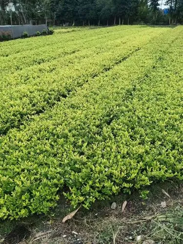 廣元園林綠化樹苗批發(fā)市場